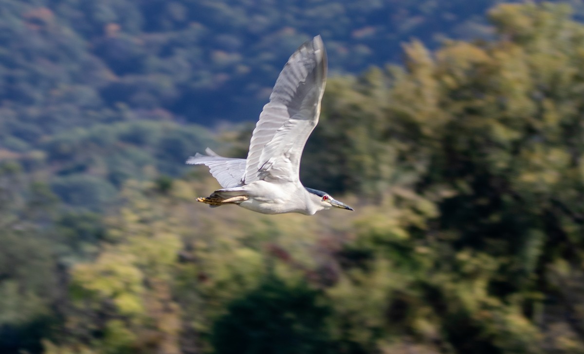 Black-crowned Night Heron - ML643009055