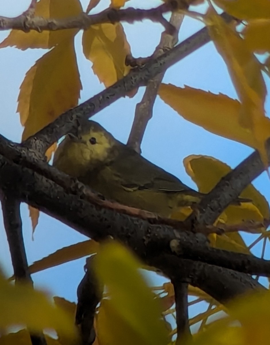 Orange-crowned Warbler - ML643009056
