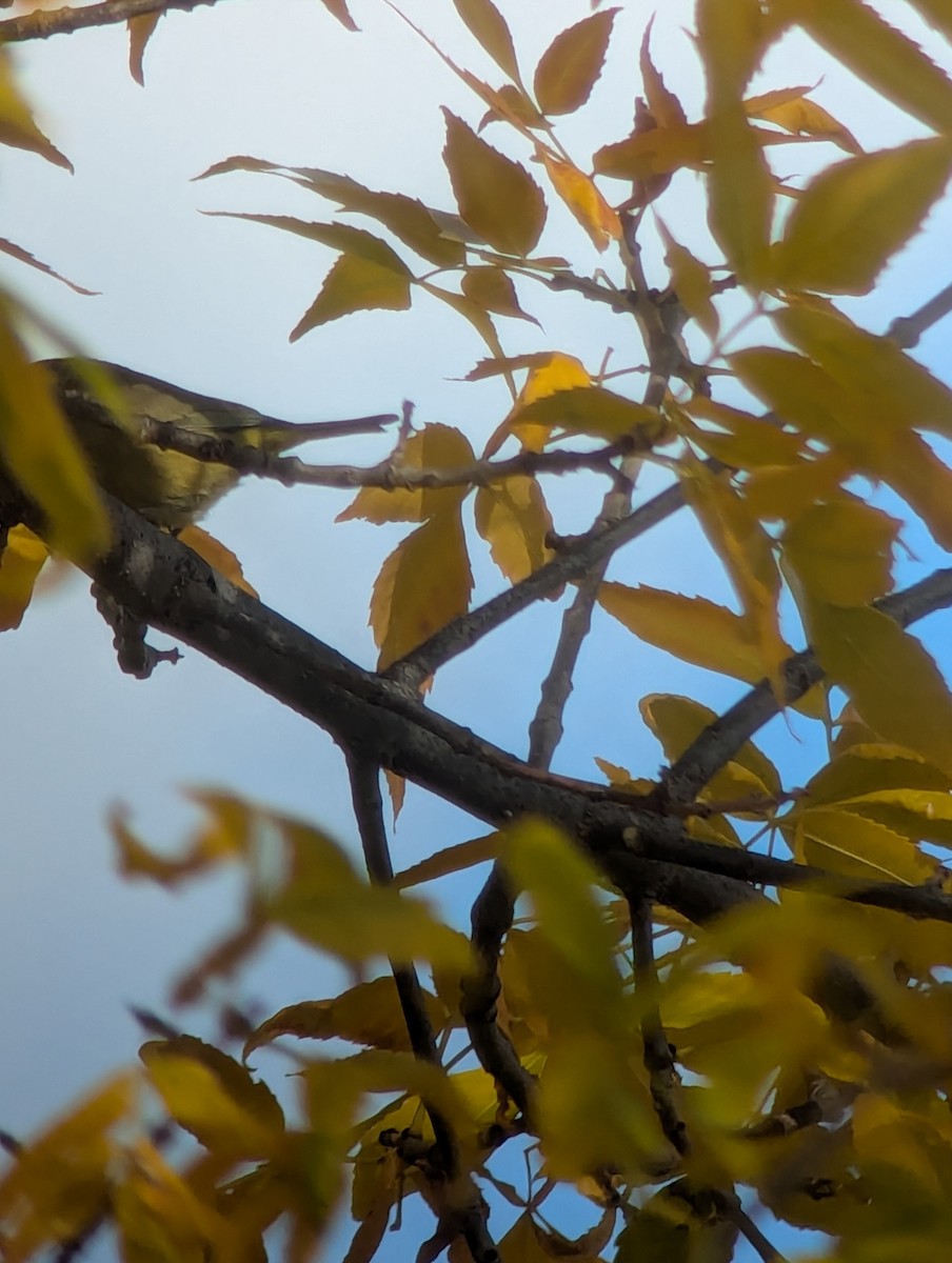 Orange-crowned Warbler - ML643009057