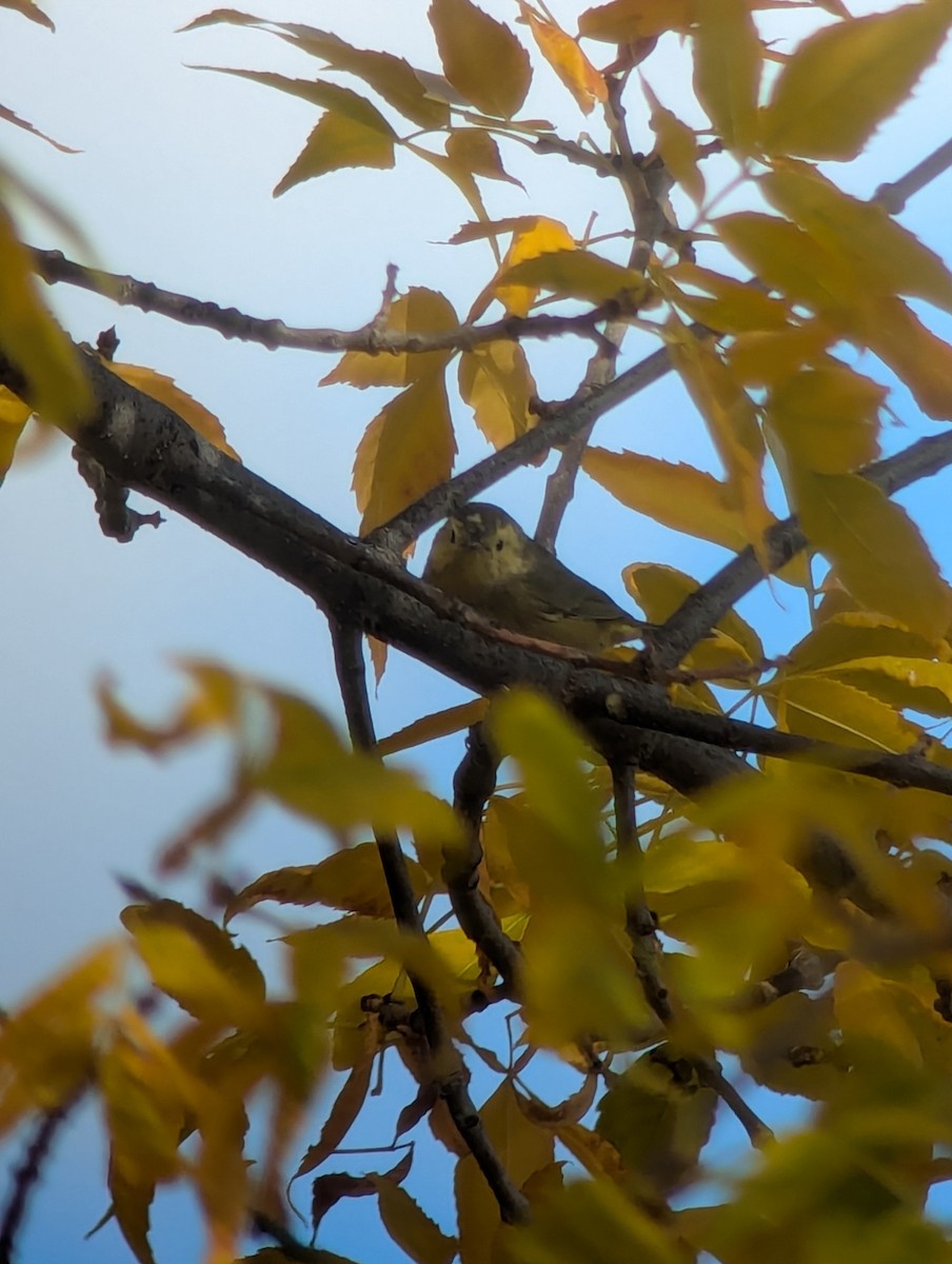 Orange-crowned Warbler - ML643009058