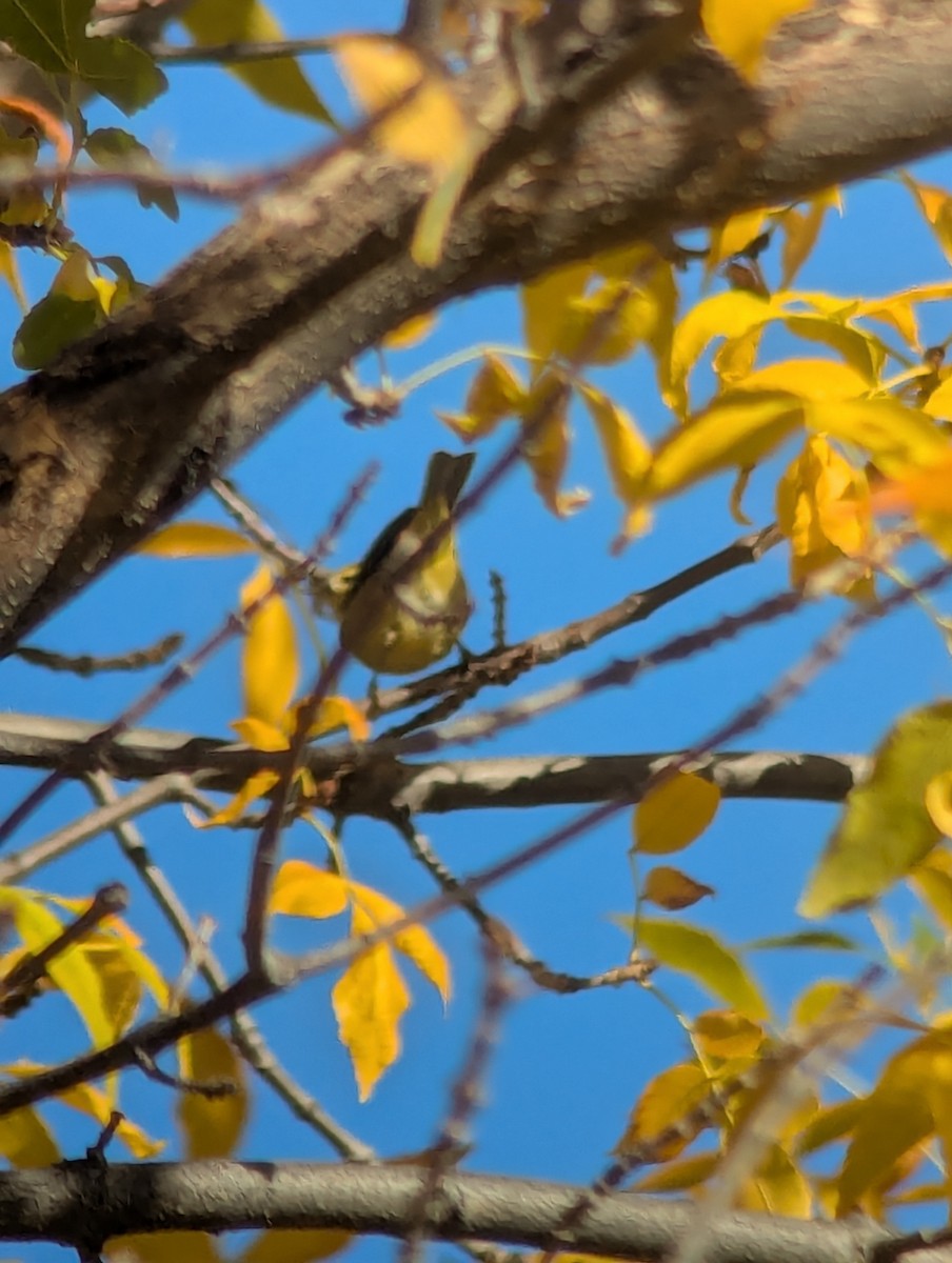 Orange-crowned Warbler - ML643009059
