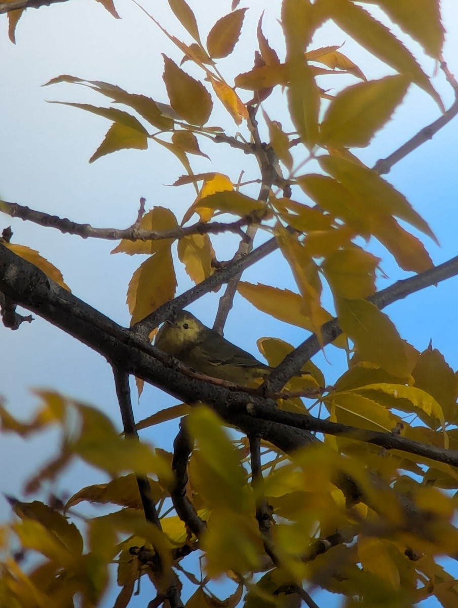 Orange-crowned Warbler - ML643009060