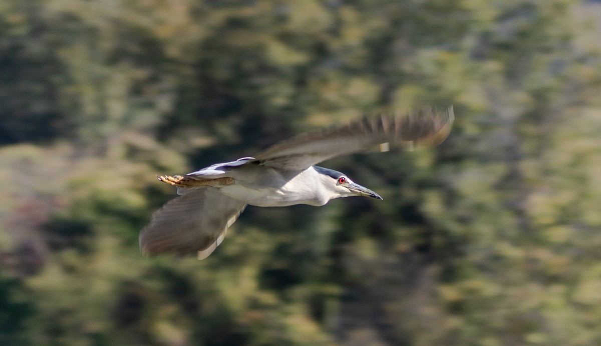 Black-crowned Night Heron - ML643009065