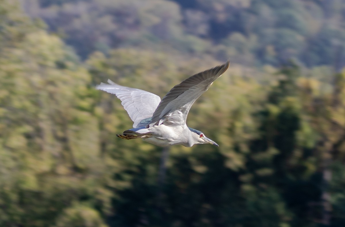 Black-crowned Night Heron - ML643009070