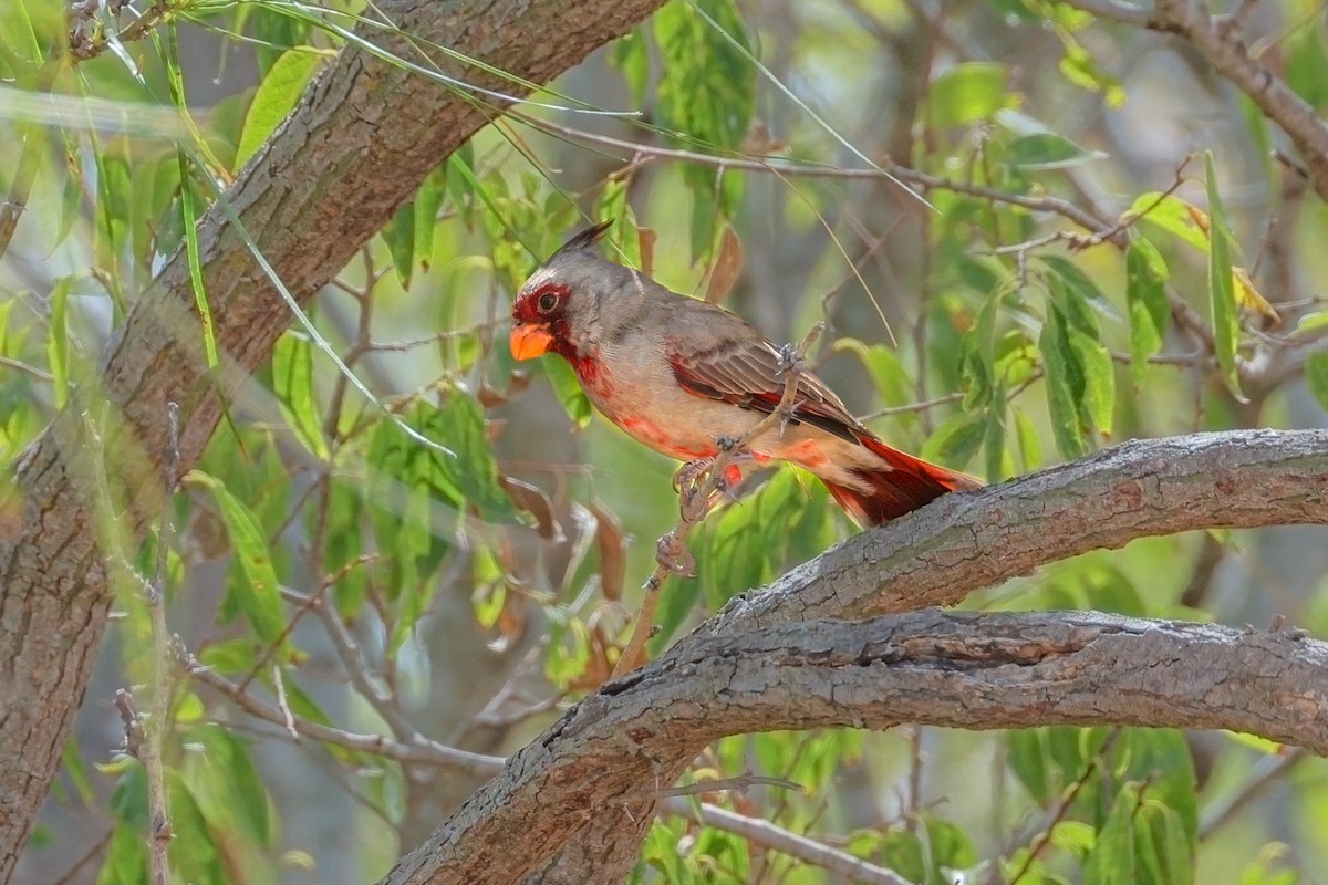 Pyrrhuloxia - ML643009076