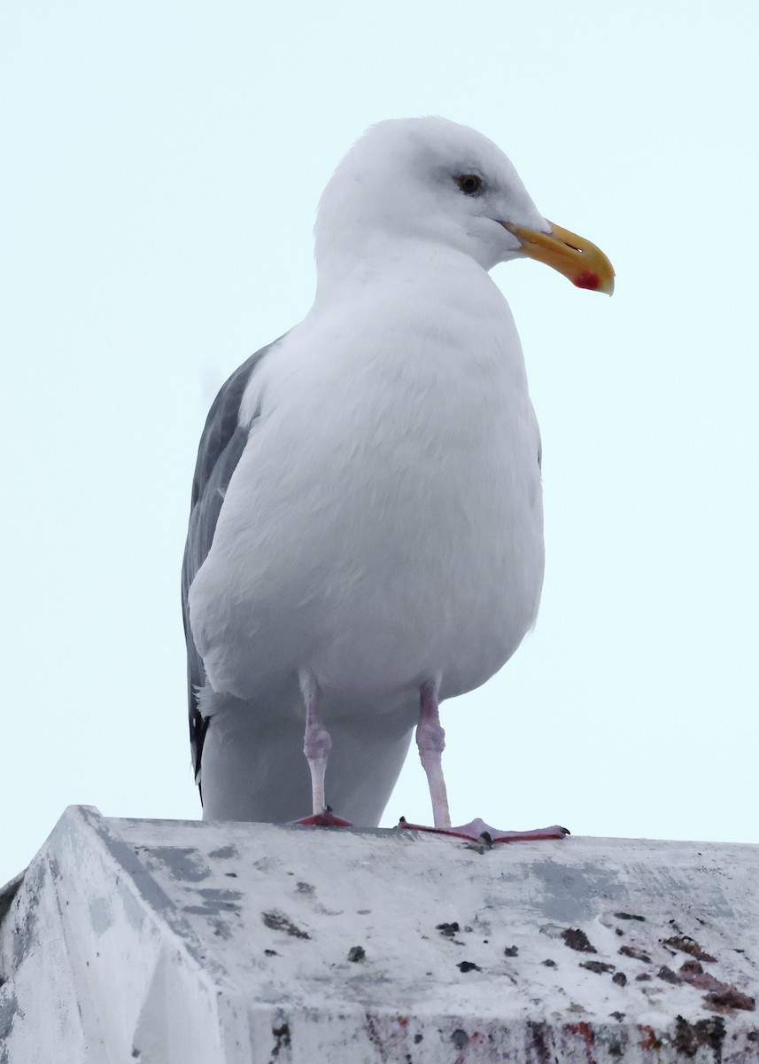 Western Gull - ML643009079