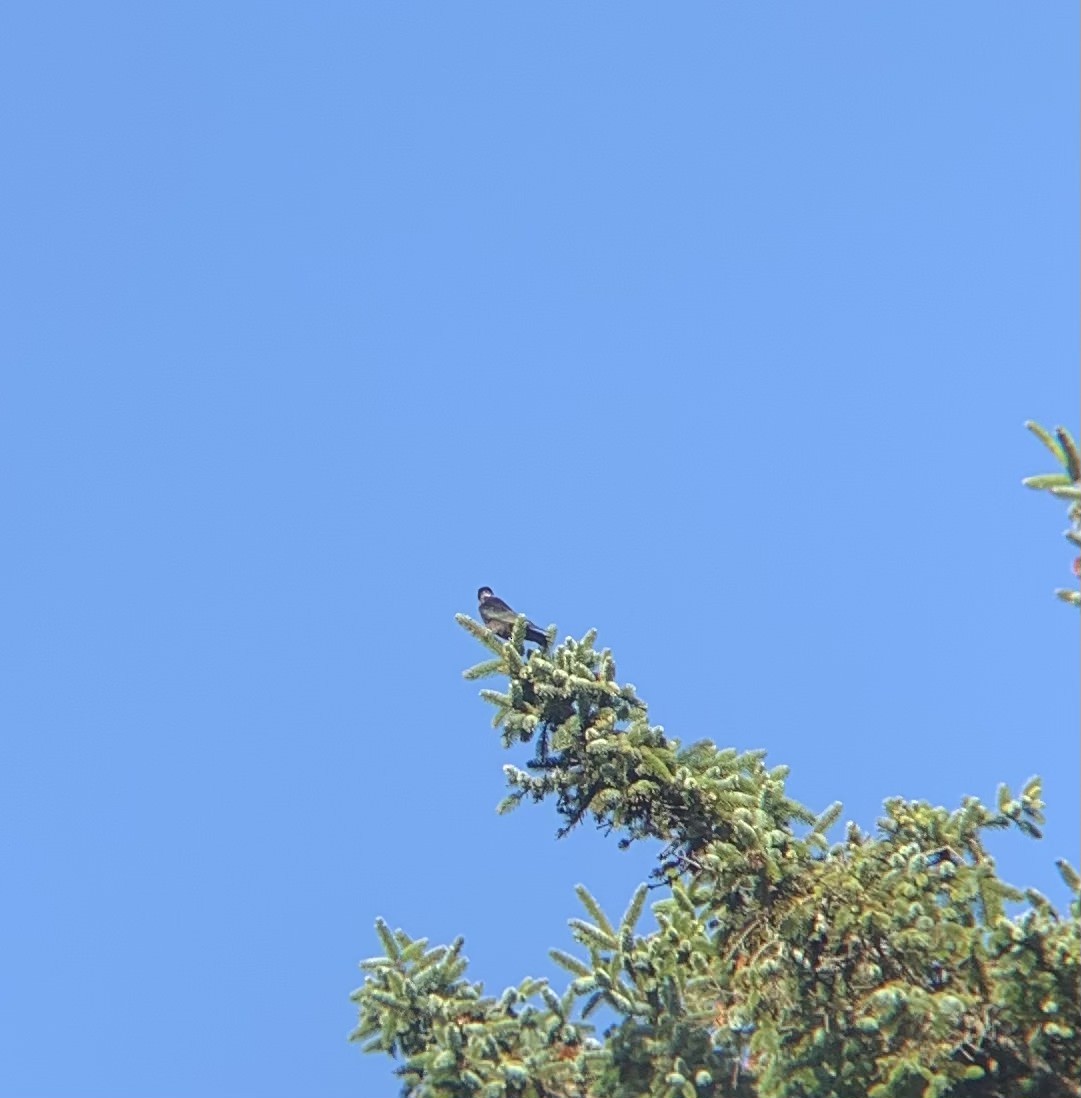 Lewis's Woodpecker - ML643009080