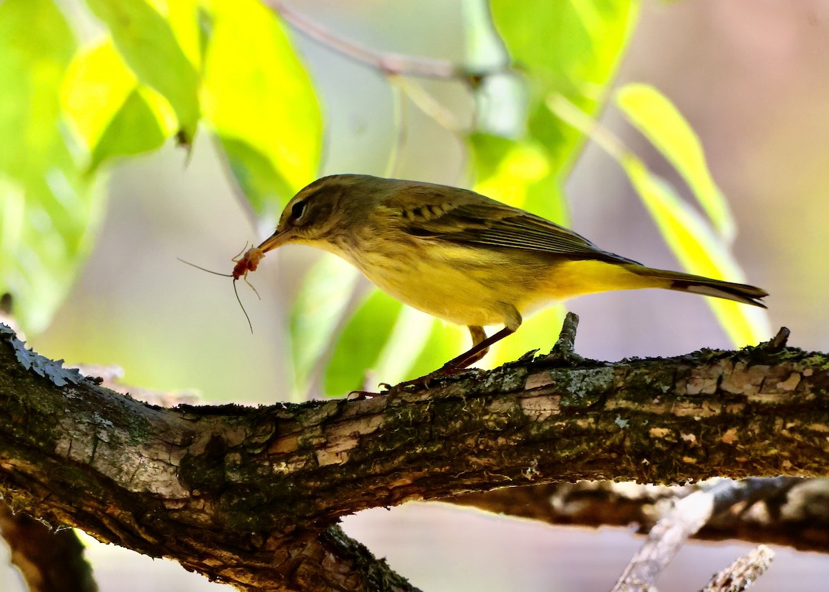 Palm Warbler - ML643009088