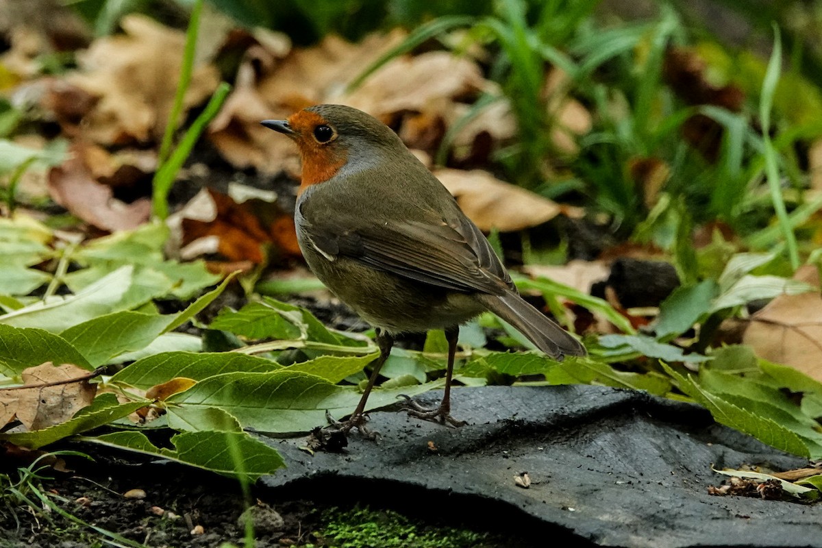 Зарянка - ML643009096