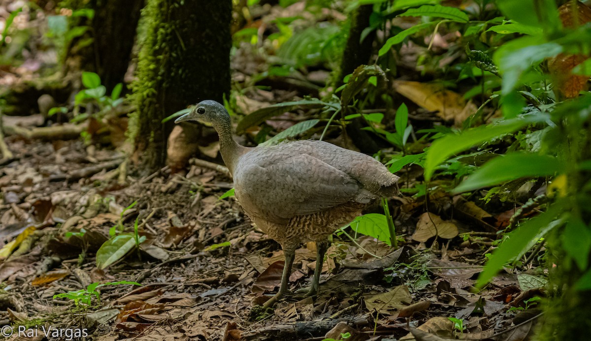 tinama větší - ML643009124