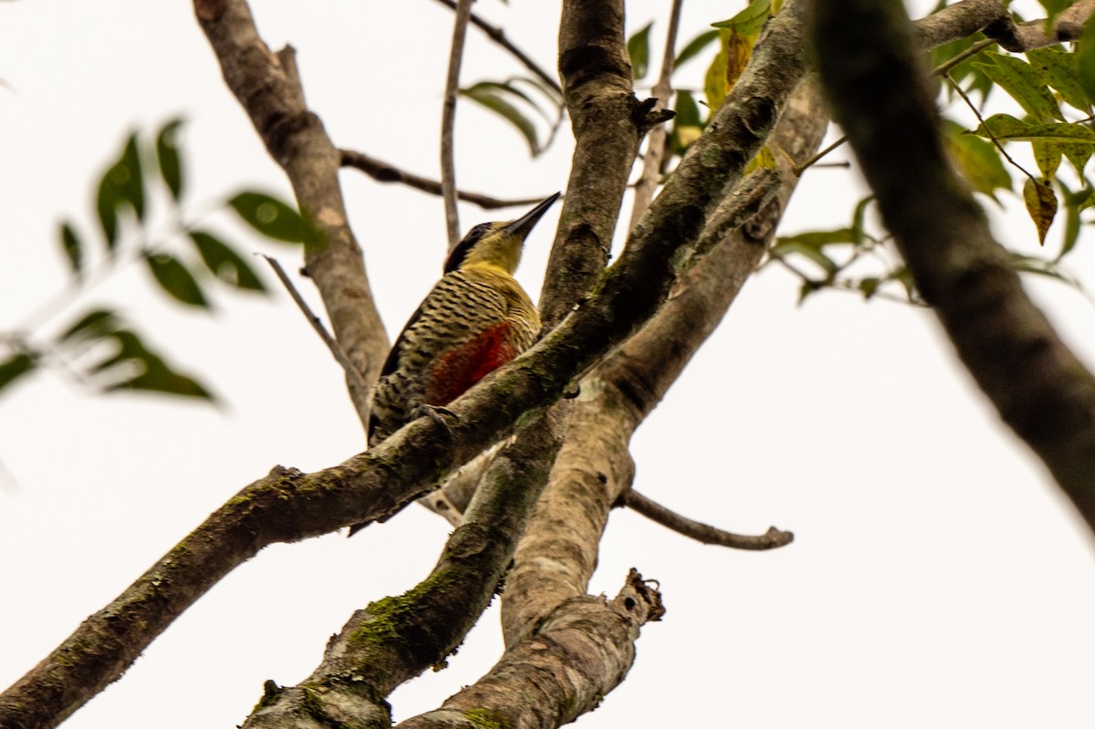 Beautiful Woodpecker - ML643009127