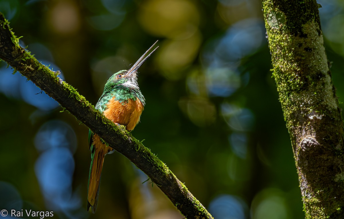 Rufous-tailed Jacamar - ML643009169