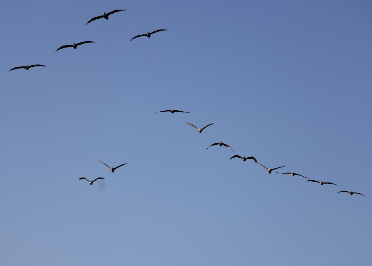 Brown Pelican (California) - ML643009199