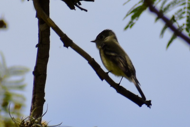 Hammond's Flycatcher - ML643009204