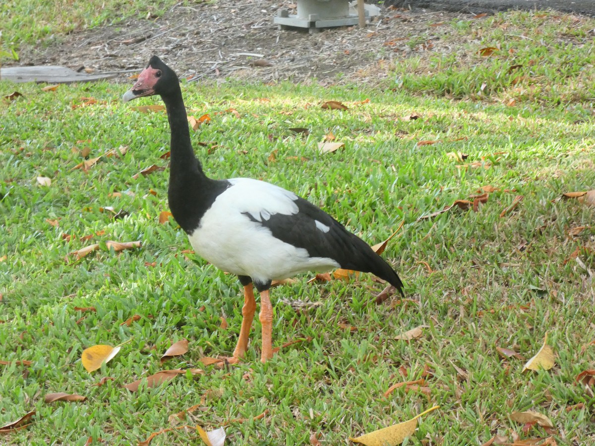 Canaroie semipalmée - ML643009210