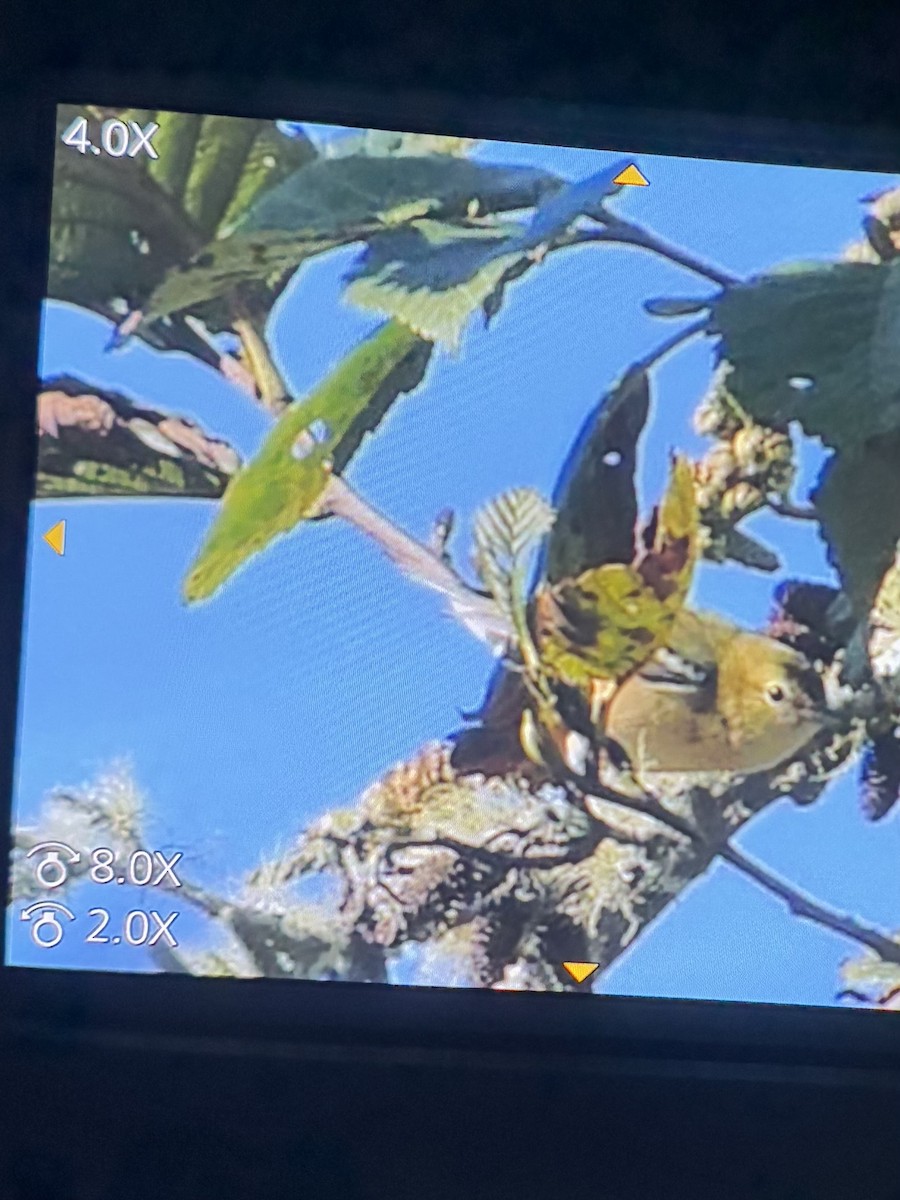 Bay-breasted Warbler - ML643009234