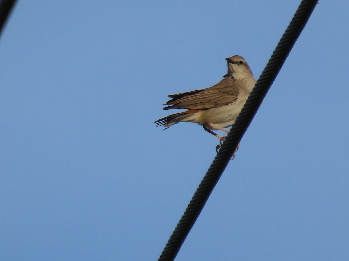 Rufous Songlark - ML643009240