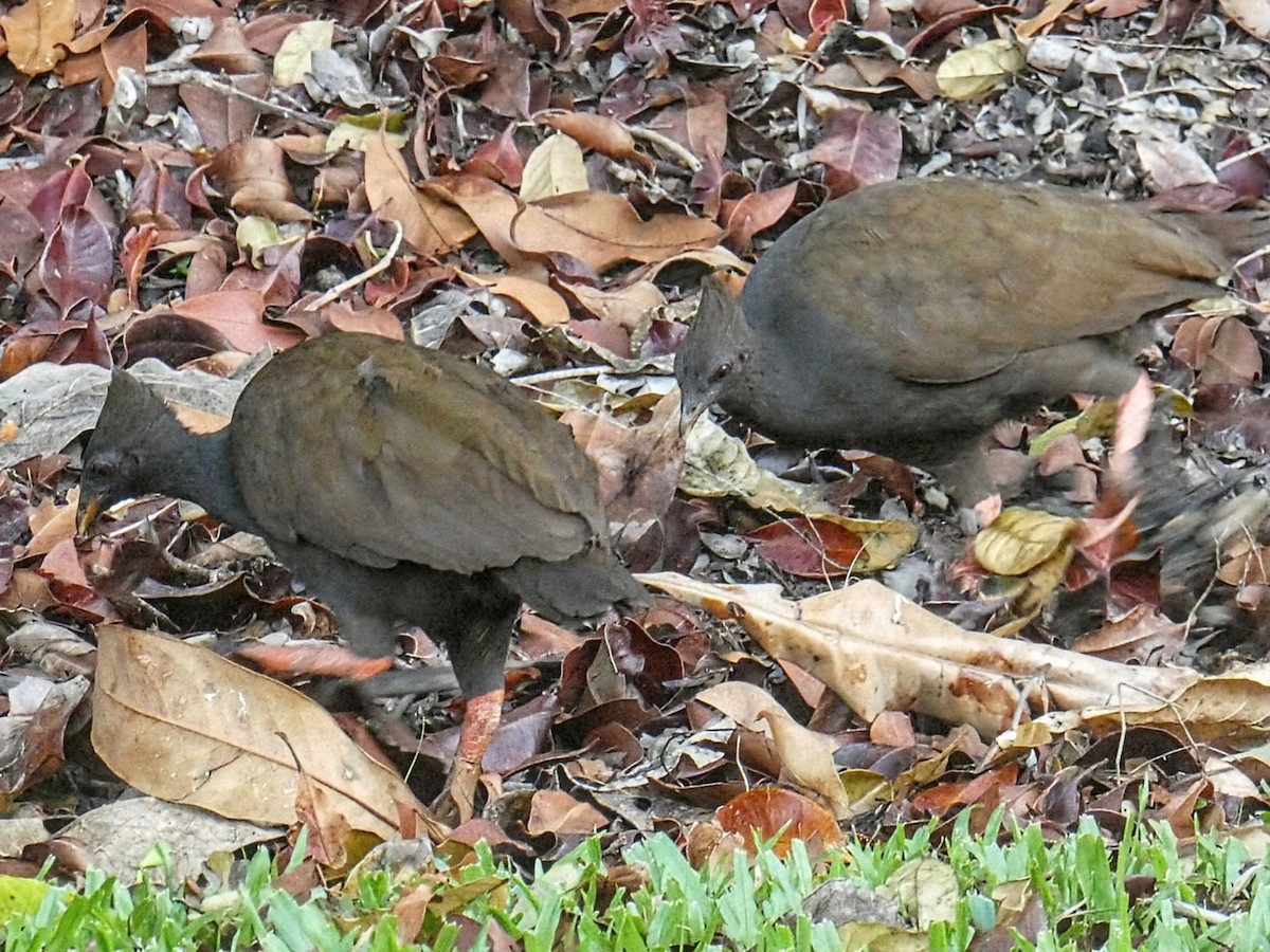 Orange-footed Megapode - ML643009241