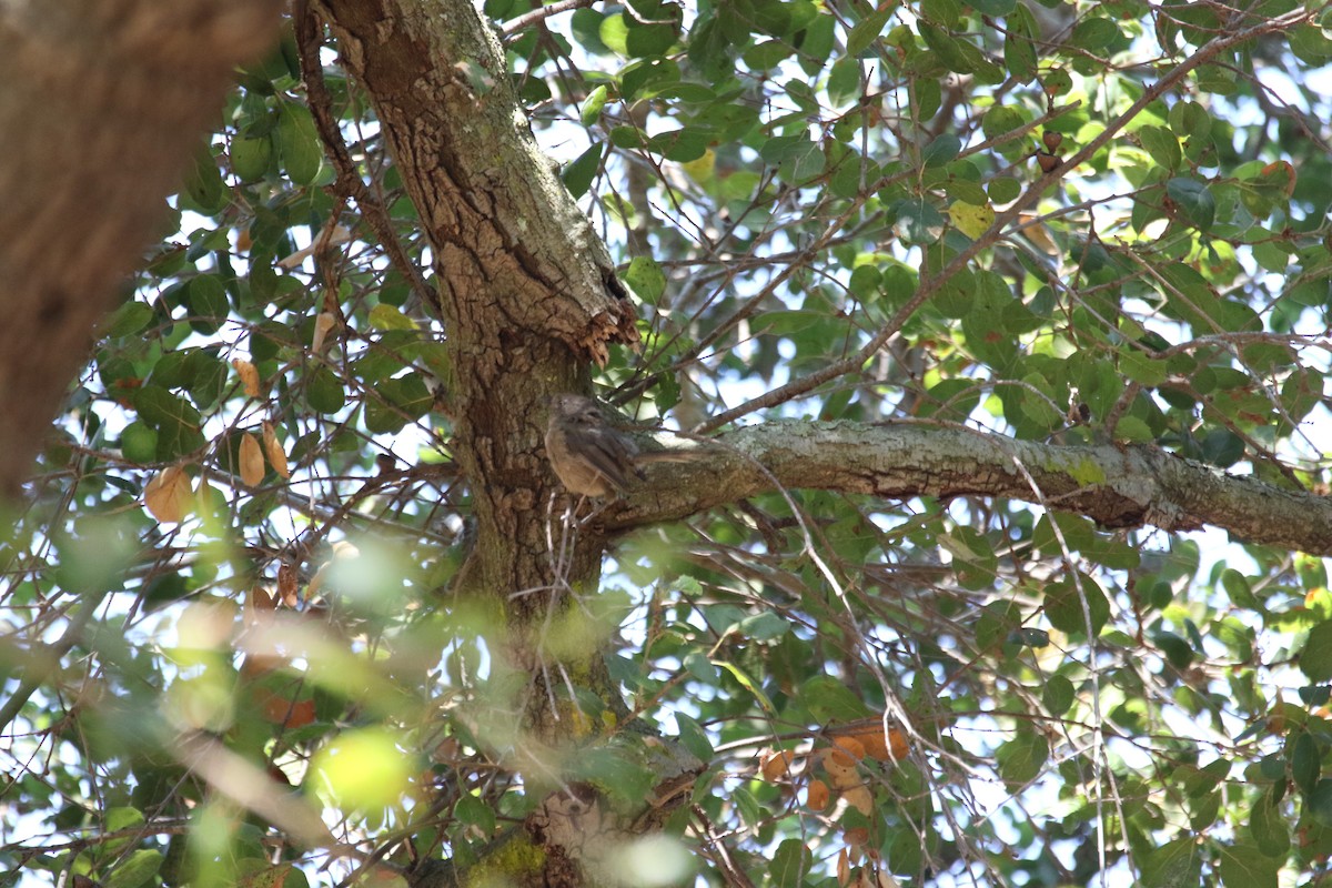 Wrentit - ML643009248
