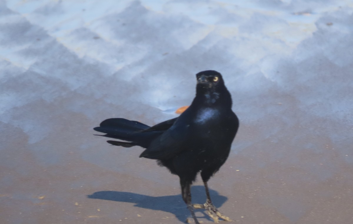 Boat-tailed Grackle - ML643009253