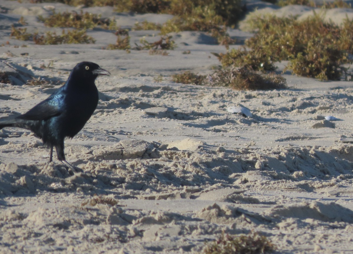 Boat-tailed Grackle - ML643009254