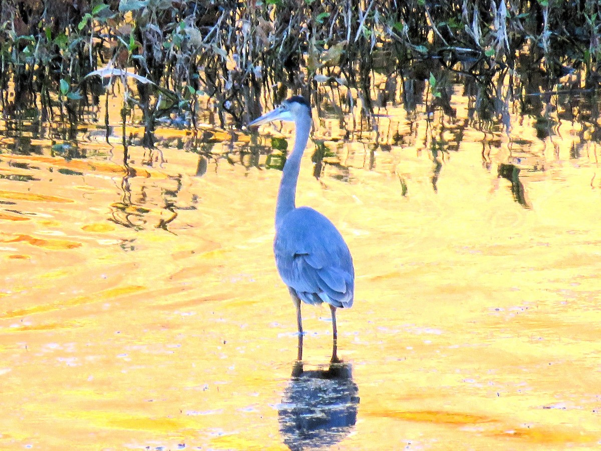Great Blue Heron - ML643009257