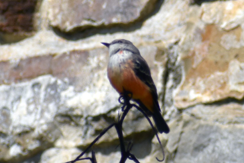 Vermilion Flycatcher - ML643009258