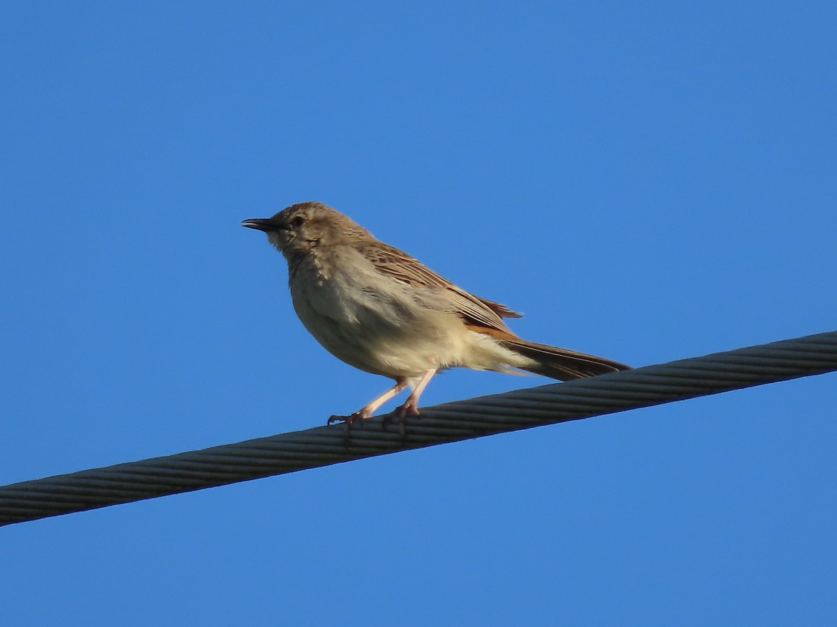 Rufous Songlark - ML643009259