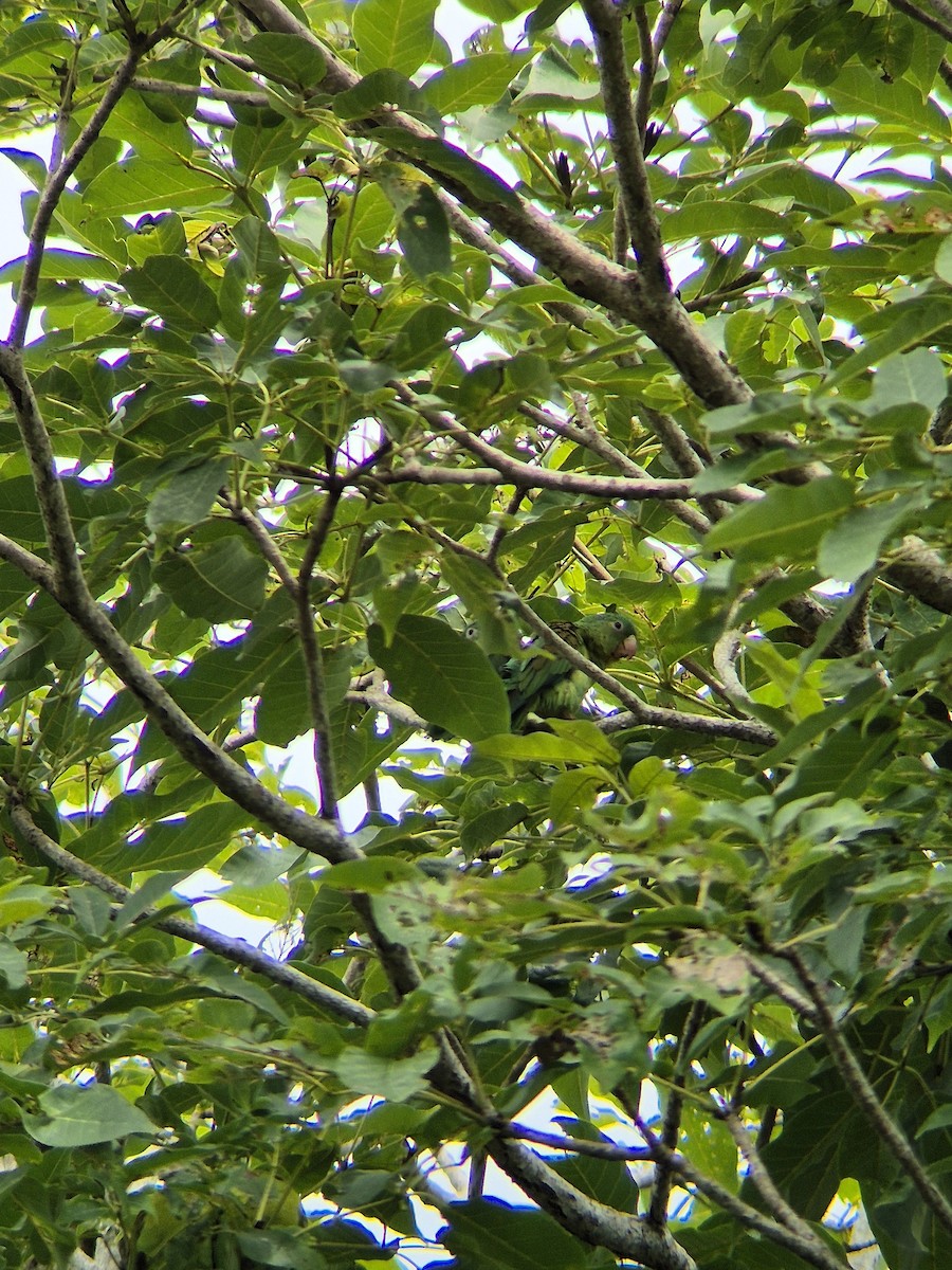 Orange-chinned Parakeet - ML643009261