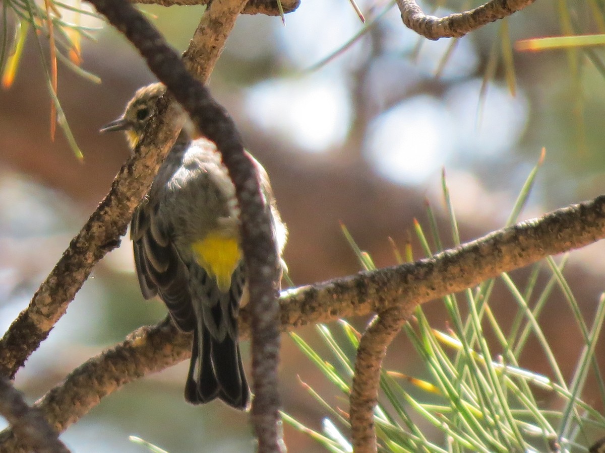 Yellow-rumped Warbler - ML643009262