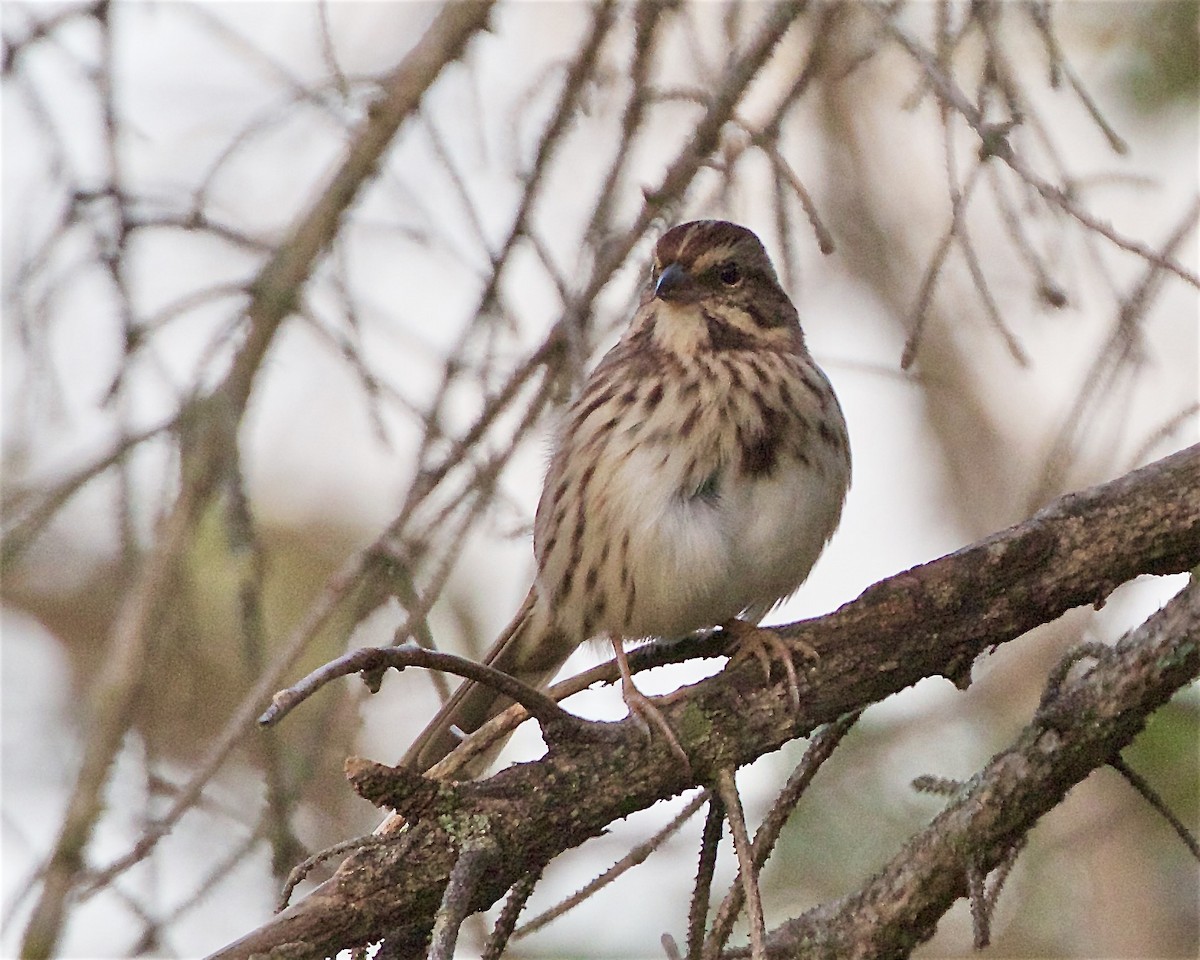 Song Sparrow - ML643009264