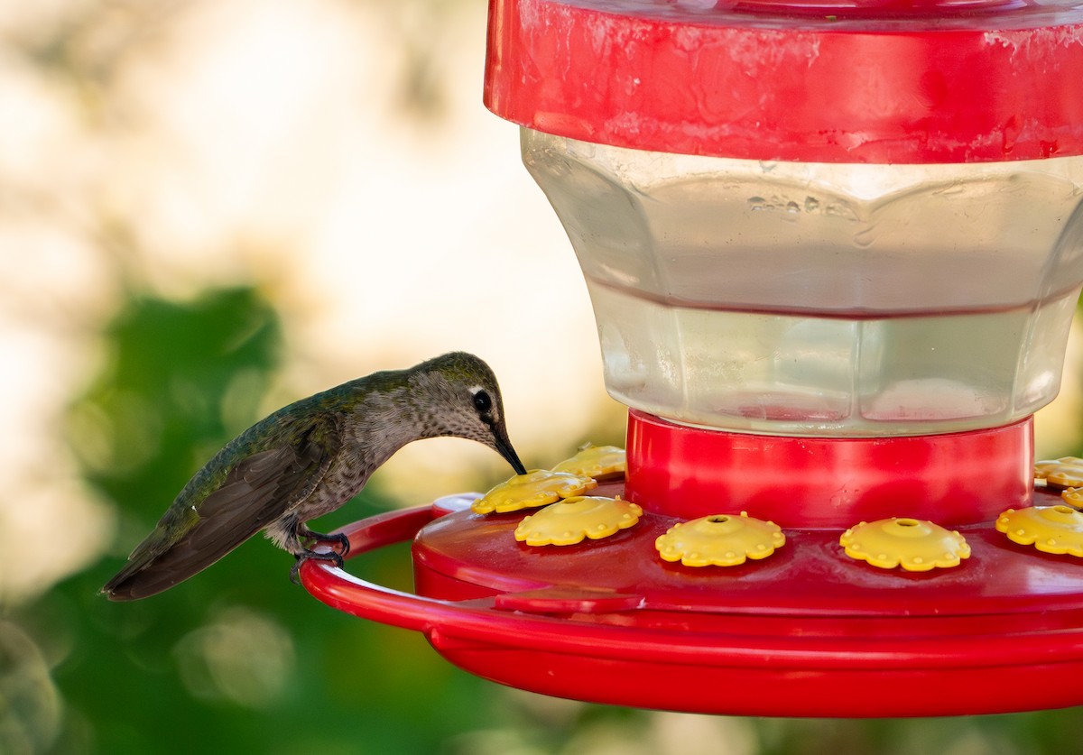 Black-chinned Hummingbird - ML643009265