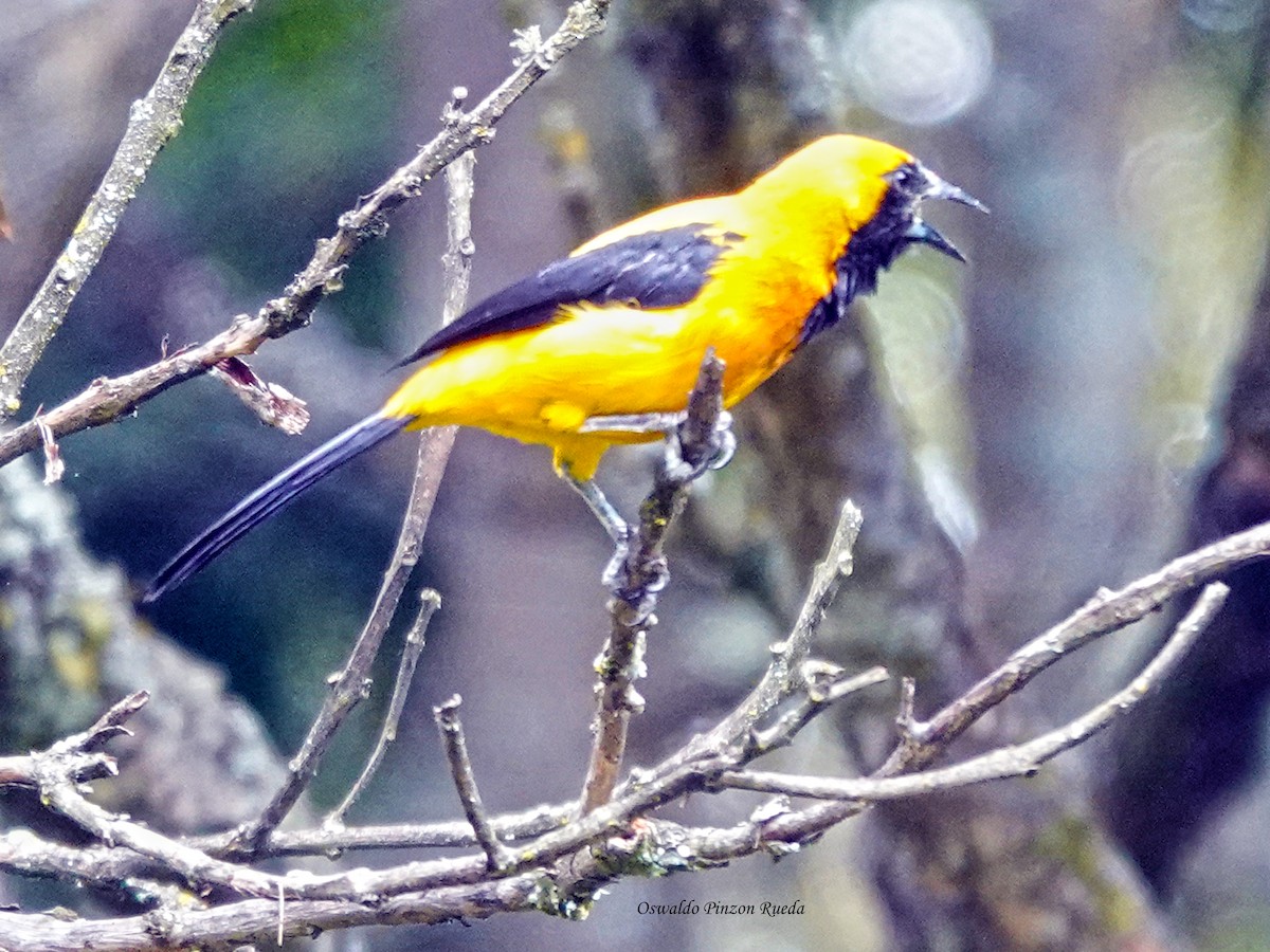 Yellow-backed Oriole - ML643009267