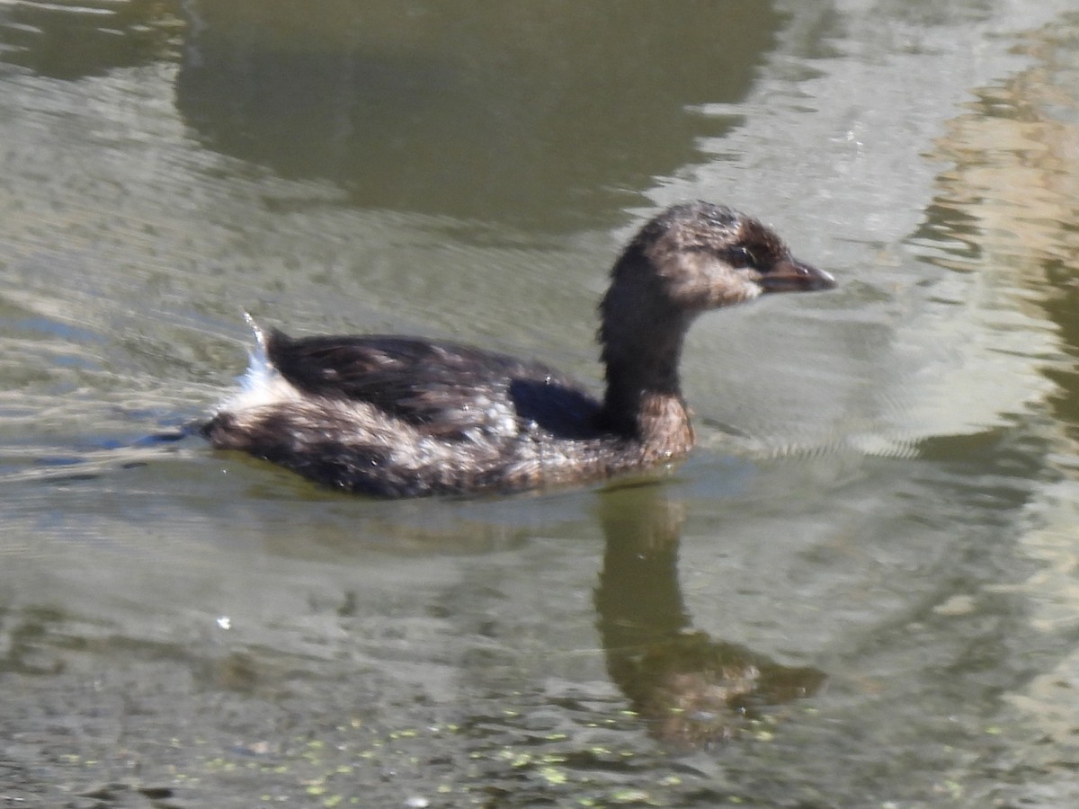 Pied-billed Grebe - ML643009273