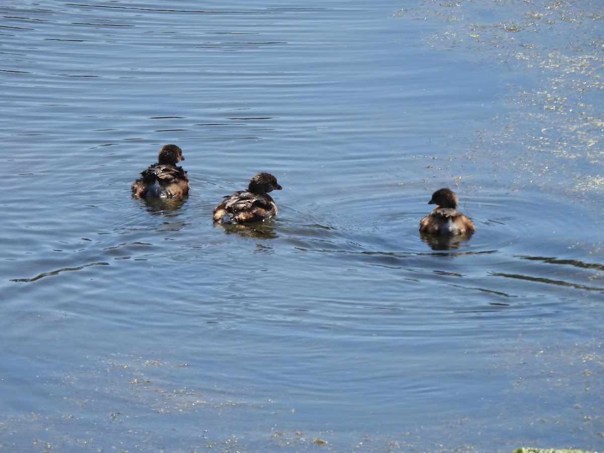 Pied-billed Grebe - ML643009274