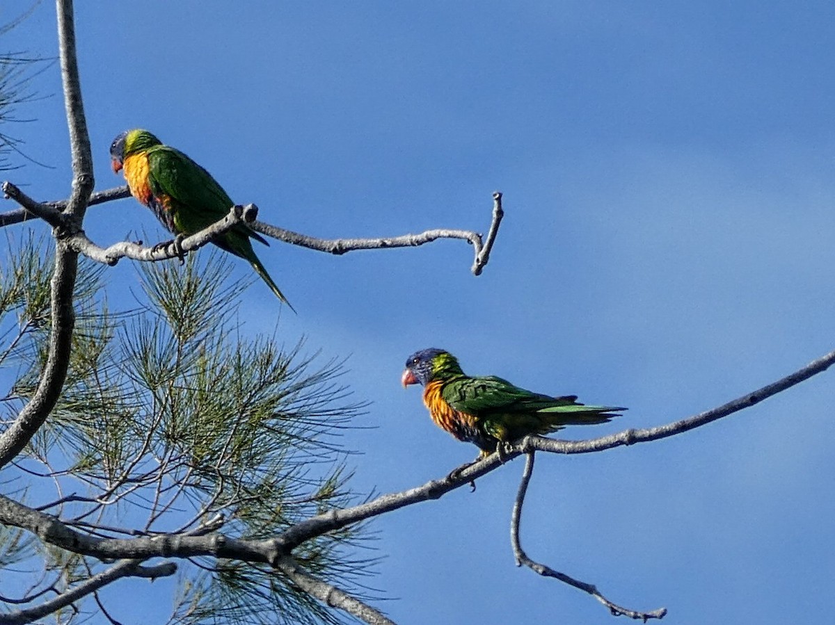 Rainbow Lorikeet - ML643009275