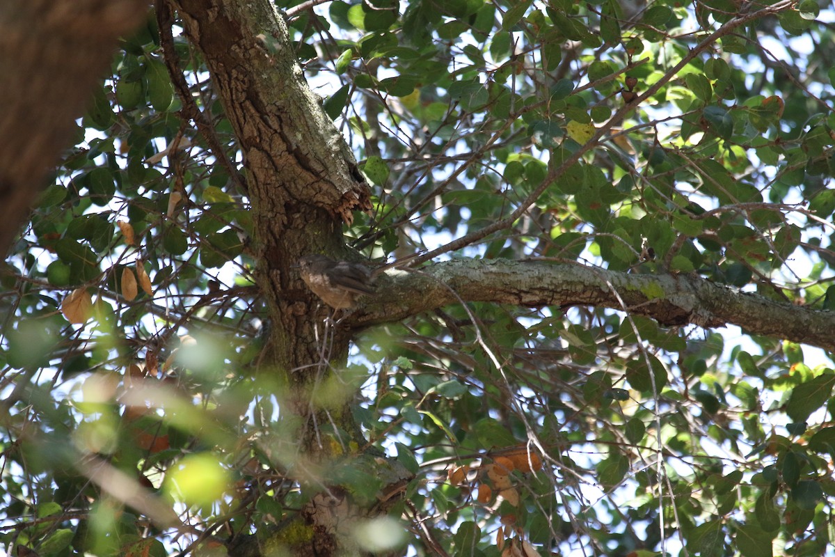 Wrentit - ML643009276