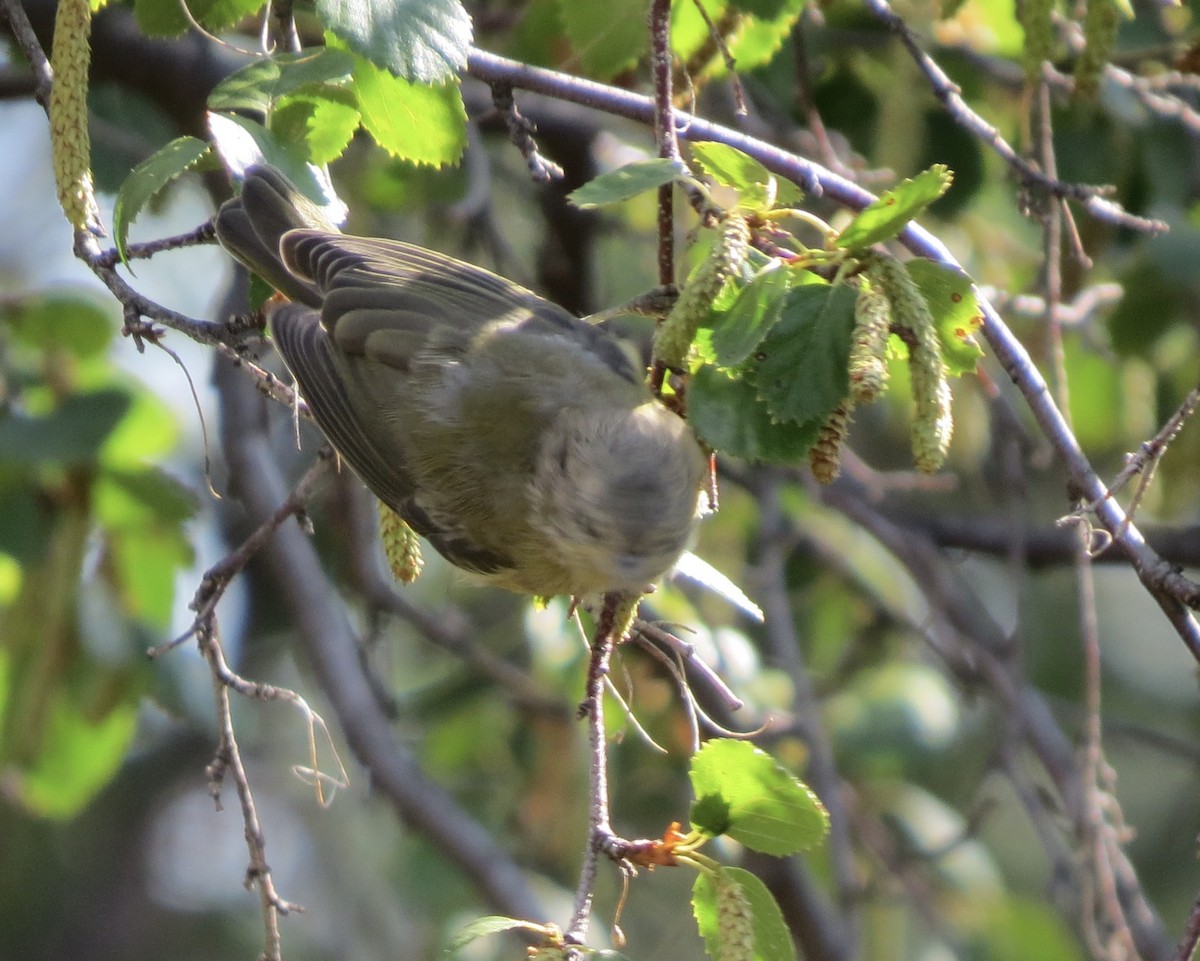 Orange-crowned Warbler - ML643009277