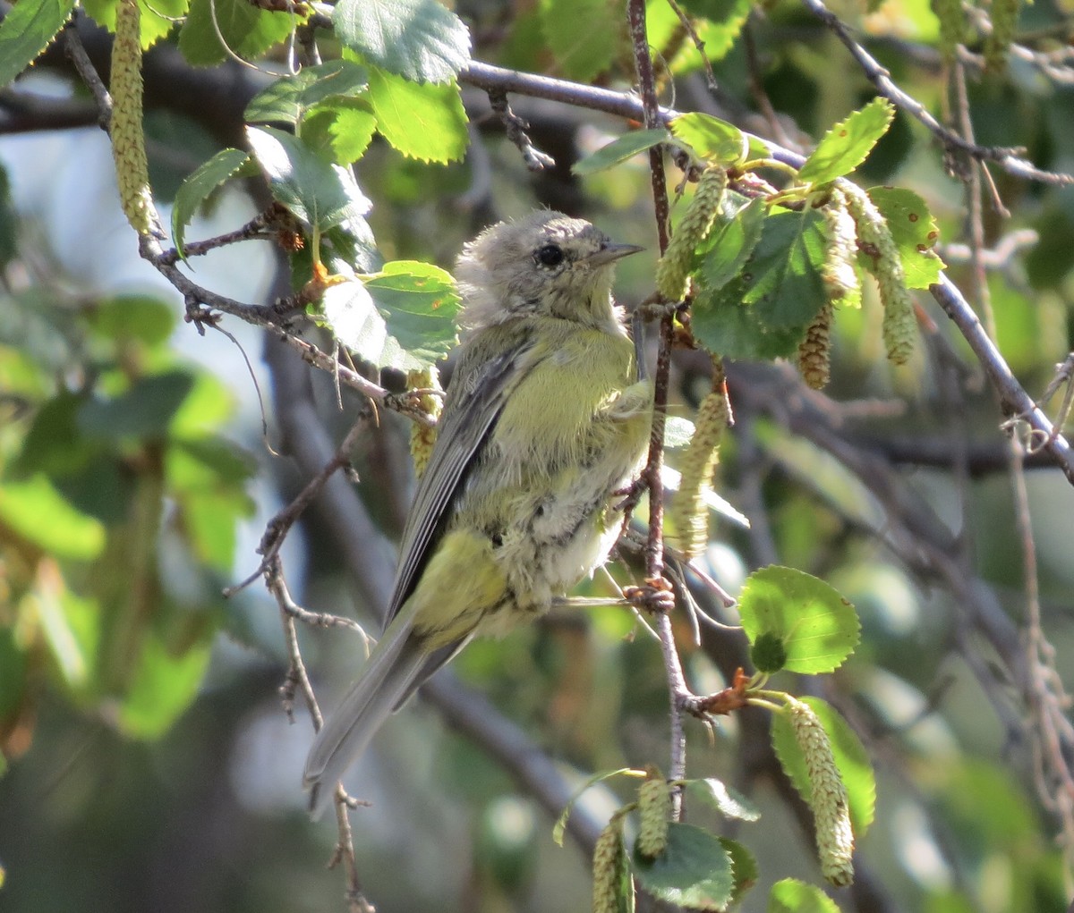 Orange-crowned Warbler - ML643009278