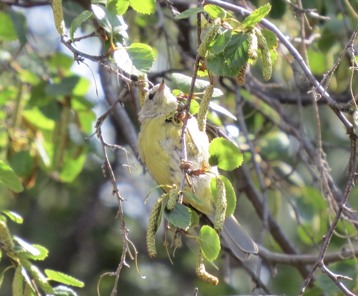 Orange-crowned Warbler - ML643009279