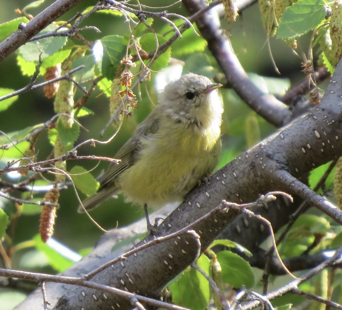 Orange-crowned Warbler - ML643009280