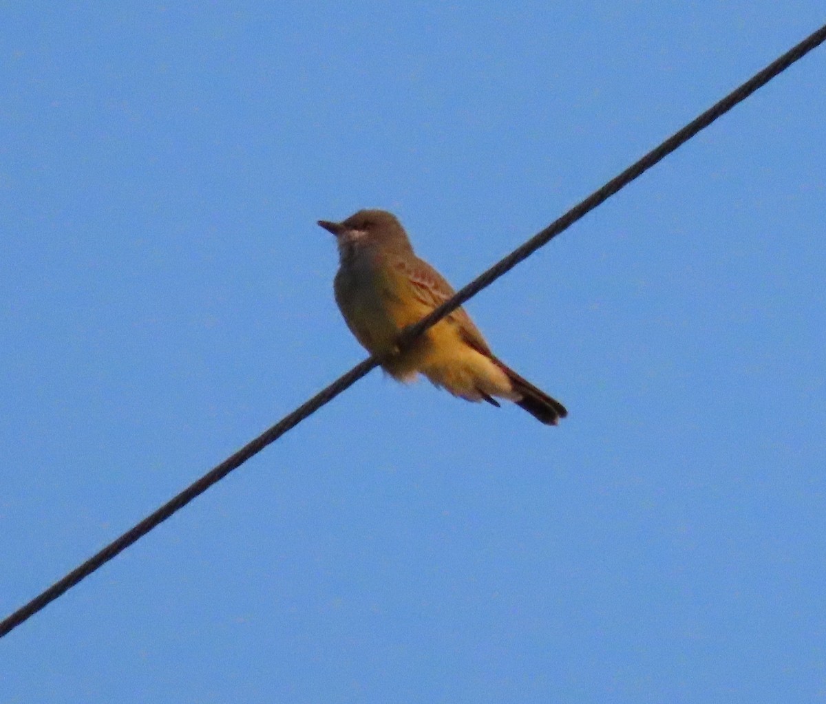 Cassin's Kingbird - ML643009281