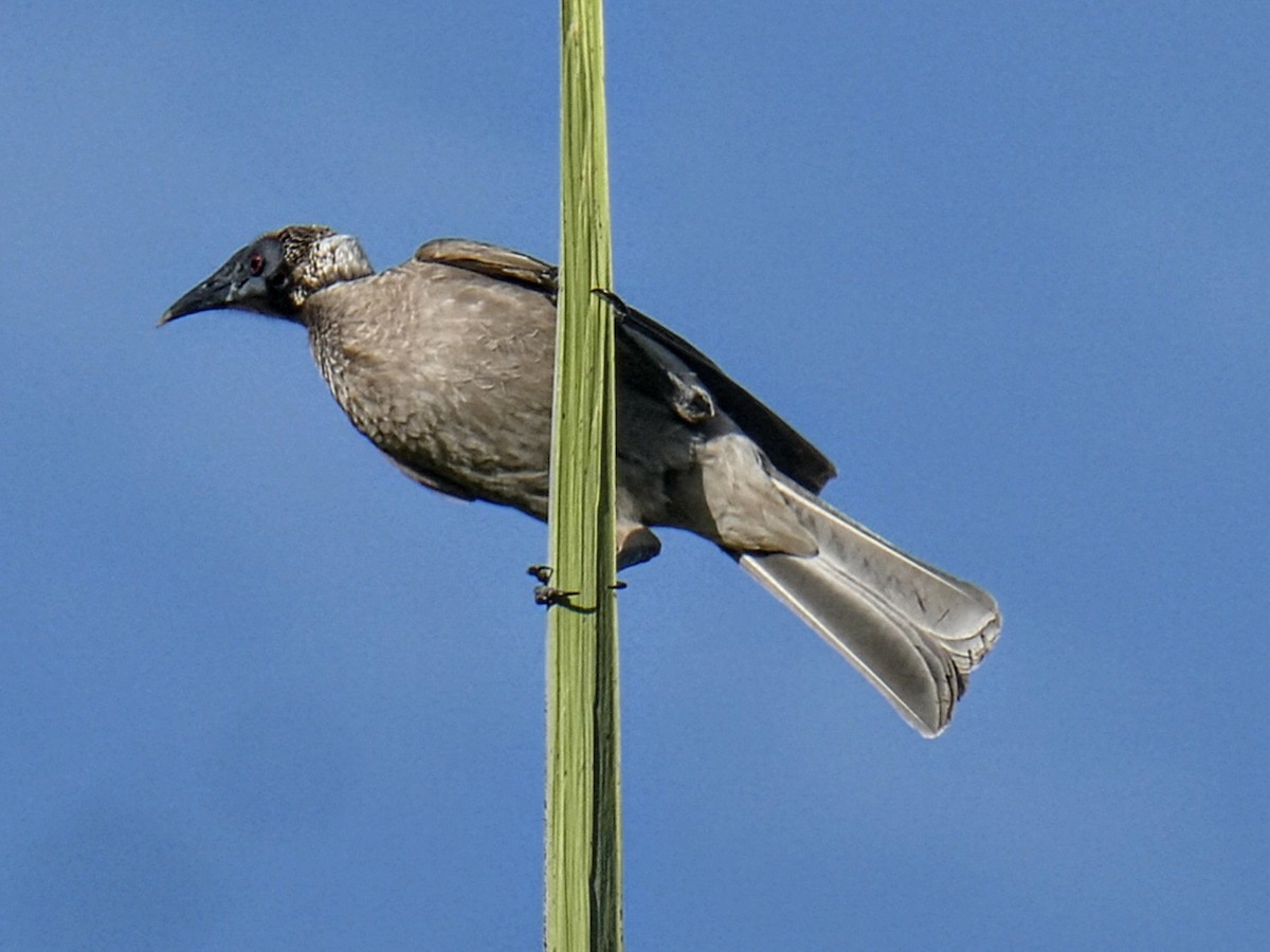 Helmeted Friarbird - ML643009283