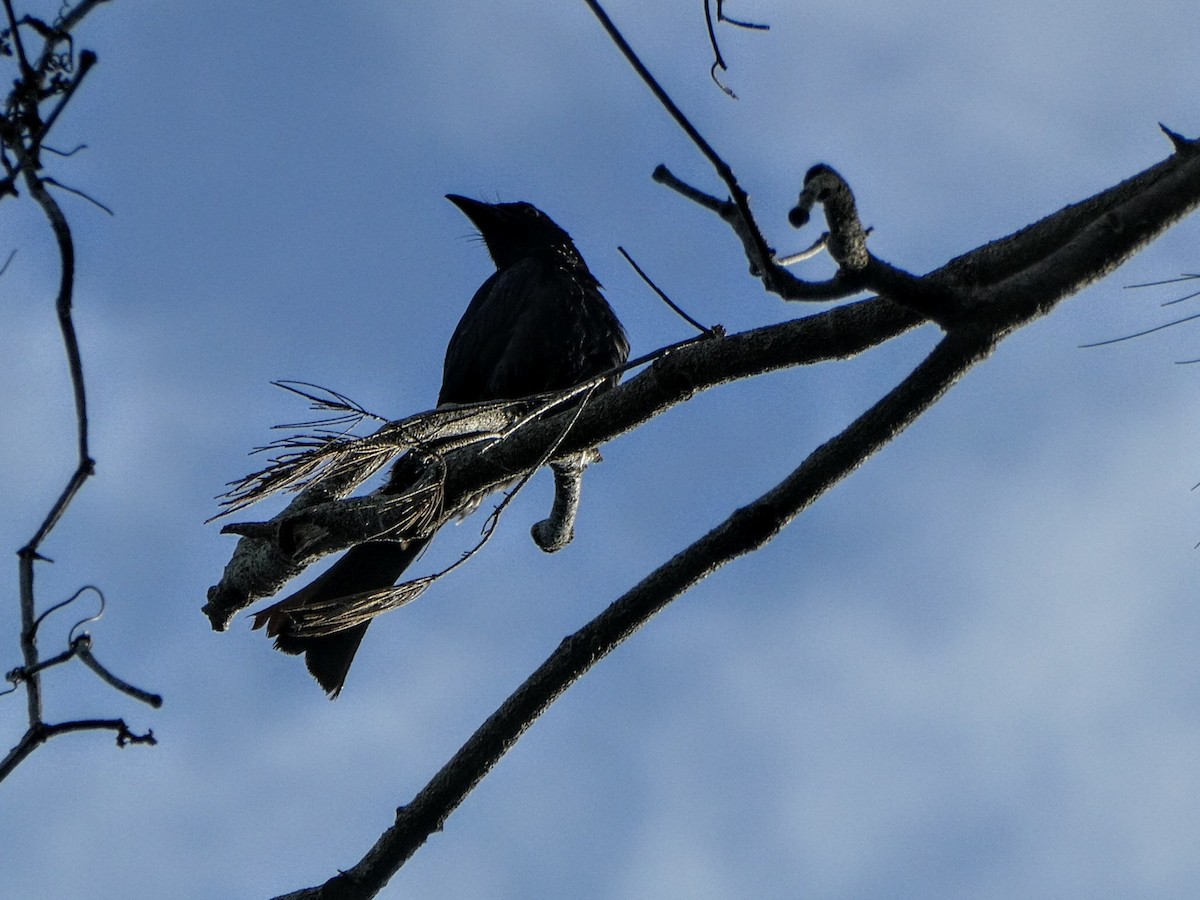 Drongo pailleté - ML643009312