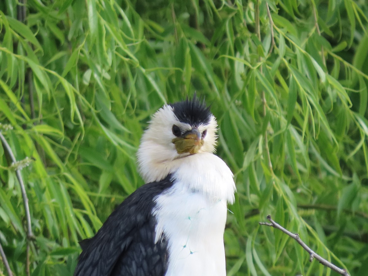 Cormoran pie - ML643009315