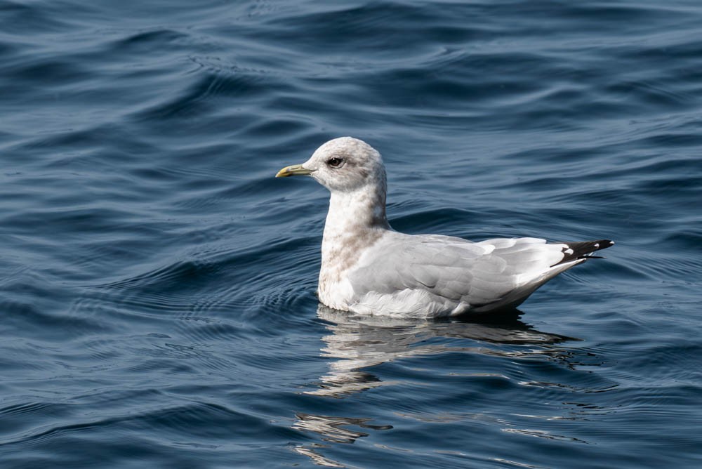 racek aljašský - ML643009324