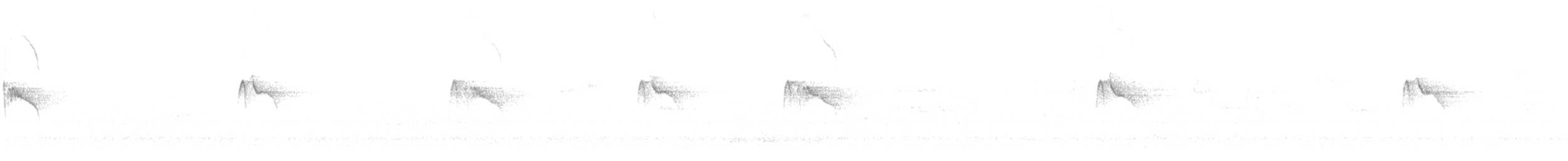 Black Phoebe (Northern) - ML643009325