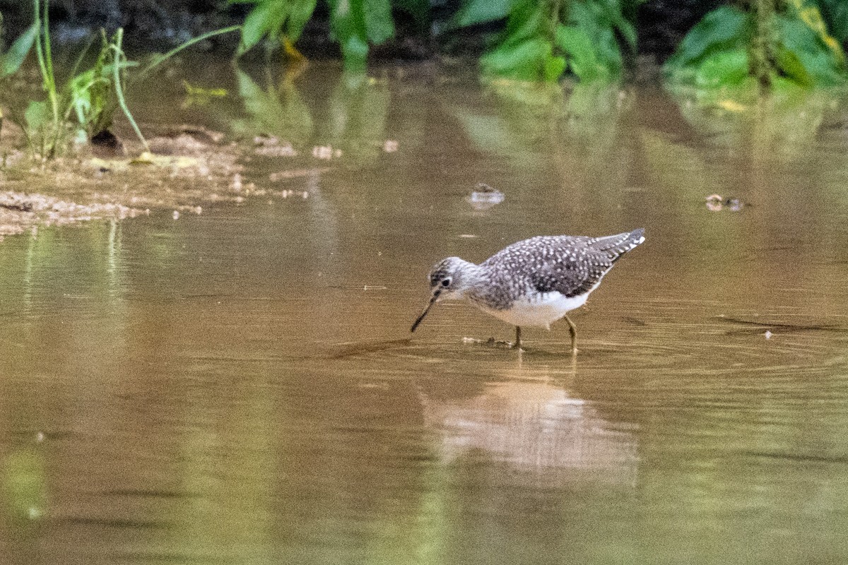 eremittsnipe - ML643009329