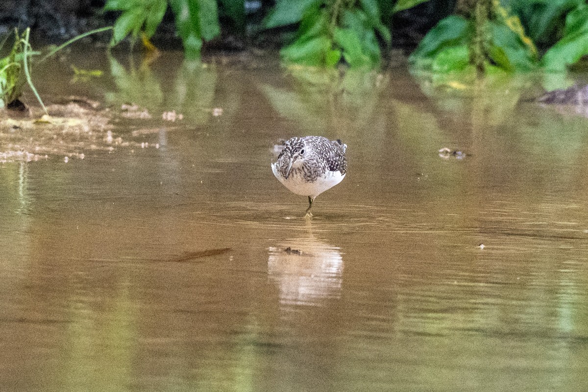 eremittsnipe - ML643009330