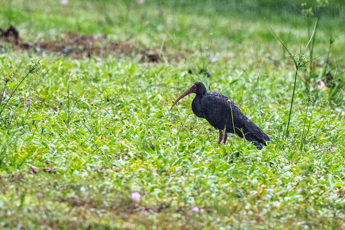 rødmaskeibis - ML643009337